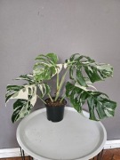 Monstera variegata duża 