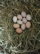 Jaja ekologiczne wiejskie 