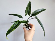 Wielkie syngonium Lance Leaf  hydroponika