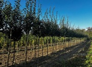 Głóg pośredni 'Paul's Scarlet', 300cm, obwód 8 - 12 cm