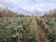 Choinka świąteczna, świerk srebrny, drzewko Bożonarodzeniowe 