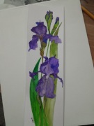 Akwarelka irys oryginał 
