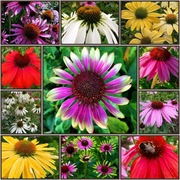 JEŻÓWKA-MEGA KOLEKCJA - 6 opakowań 