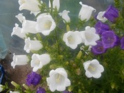 Dzwonek ogrodowy  mieszanka sadzonka