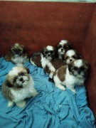 Pieski shih tzu tricolor