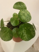 Pilea peperomioides Mojito Pieniążek varigate