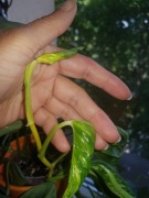 Epipremnum Shangri  La godzilla Variegata cięty 