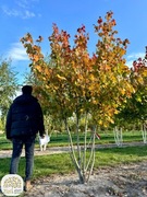 Acer rubrum Scanlon, klon czerwony, 200-350cm, wielopniowy