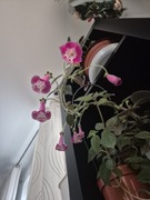 Kłącze Kohlerii NI'S Marta 