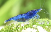 Krewetki neocardina Blue Velvet 