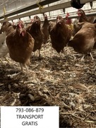 KURY NIOSKI MLODE DOSTAWA GRATIS CAŁA POLSKA