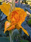 Canna Paciorecznik  En Evant i wiele inny kłącza i nasiona 2025