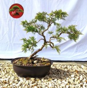Nowość 2026 ! Piękny Jałowiec Chiński formowany na wzór bonsai. 48 cm