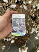 Wiśnia Kojou no Mai duży egzemplarz wcześnie kwitnie