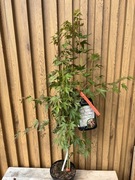 Klon palmowy „Peve Multicolor”