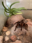 Aloes do terrarium (Aloe vera) rozmiar S 8cm-10cm