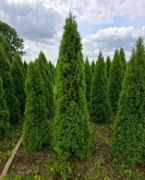 thuja Smaragd, duża tuja Szmaragd, żywotnik, 175-225cm, kopane