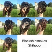 Shihpoo szczenięta shih tzu pudel toy, miniatura