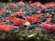 Krewetki czerwona Sakura Red pakiet 10 szt.