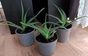 Aloes drzewiasty sadzonki