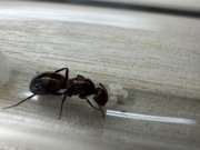Camponotus nicobarensis królowa z potomstwem