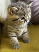 kotki brytyjskie z rodowodem