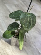 Hoya latifolia - duża, rosnąca