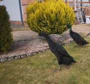 Jaja lęgowe kaczek biegus indyjski 20 szt