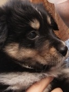 Szczeniaki 3 miesięczne za darmo 