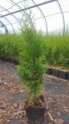Thuja smaragd, tuja szmaragd