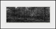 Las - fotografia autorska