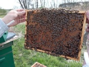 ODKLADY PSZCZELE 5/6/7 RAMEK WIELKOPOLSKICH 