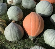 Nasiona dyni - cytryna - Red Hubbard