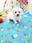 bichon frise szczenięta z rodowodem ZKwP /FCI