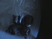 Napowietrzacz do akwarjum