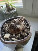 Dioscorea elephantipes roślina żółw 