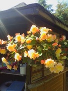 T-shirt męski okrągły dekolt 4F rozmiar 3XL