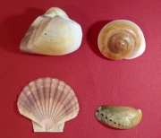 Zestaw muszli. Unikaty