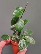 Hoya mathilde splash