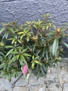 Rododendron Graziella