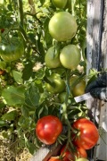 Pomidor nasiona kolekcjonerskie Rumba Ożarowska