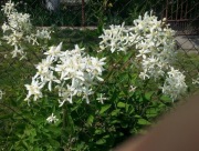 Powojnik prosty Purpurea Clematis recta 50 dużych nasion