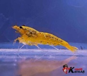 Krewetka Galaxy Yellow poselekcyjna KETRAB