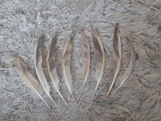 Pióra lotki kury jedwabistej silki