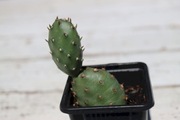 Opuncja gruntowa -25°C ze zdjęcia Opuntia polyacantha Idaho kw. żółty
