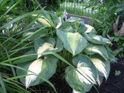 Hosta-funkia mix.  20n