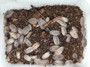 Porcellio spatulatus coros