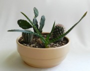 Kaktusy 4 szt. w doniczce ceramicznej zestaw