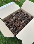 Karton Szyszek ze świerku Roz.4-6 cm Świeże z 2025