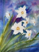 Akwarela obraz wiosenne narcyze